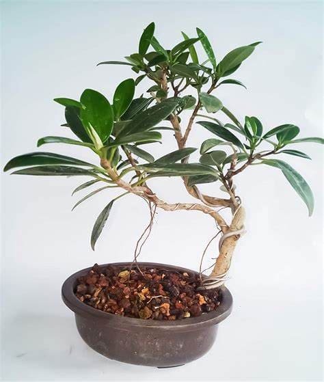 Ficus 'Long Island'